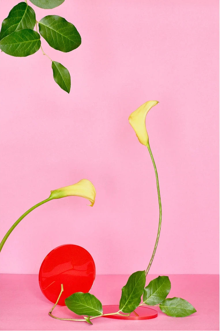 Desiree Pfeiffer Print / Yellow Calla Lily