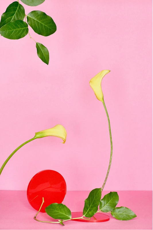Desiree Pfeiffer Print / Yellow Calla Lily
