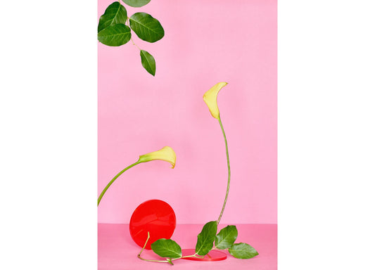 Desiree Pfeiffer Print / Yellow Calla Lily